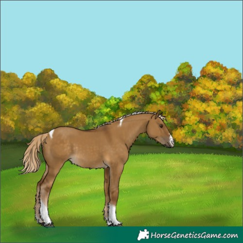 Horse Color:Chocolate Palomino Dun Sabino Tobiano Rabicano 