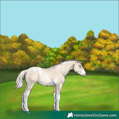 Horse Color:Chocolate Palomino Pearl Dun Sabino Tobiano Rabicano 