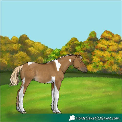 Horse Color:Chocolate Palomino Dun Tobiano Rabicano 