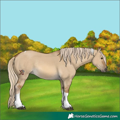 Horse Color:Chocolate Palomino Dun Tobiano Rabicano 