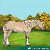 Horse Color:Chocolate Palomino Dun Tobiano Rabicano