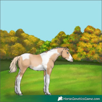 Horse Color:Palomino Pearl Tobiano Frame 
