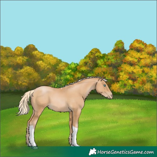 Horse Color:Palomino Pearl Tobiano 