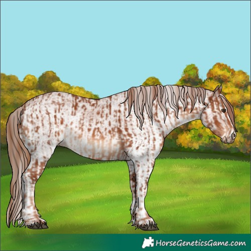 Horse Color:Chestnut  and White Spotted Chestnut 