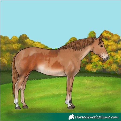 Horse Color:Bay  and Chestnut 