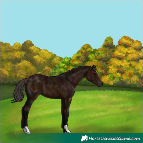 Horse Color:Midnight Bay 