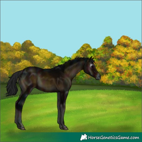 Horse Color:Gray Midnight Brown Onyx 