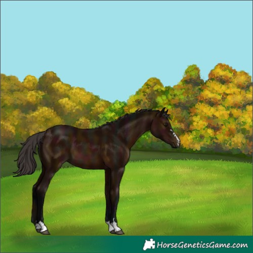 Horse Color:Midnight Bay 