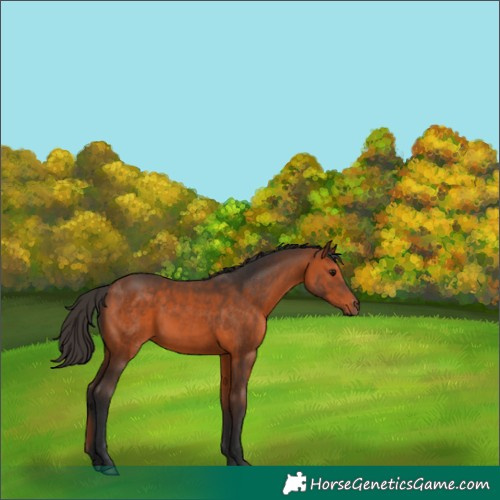 Horse Color:Bay 