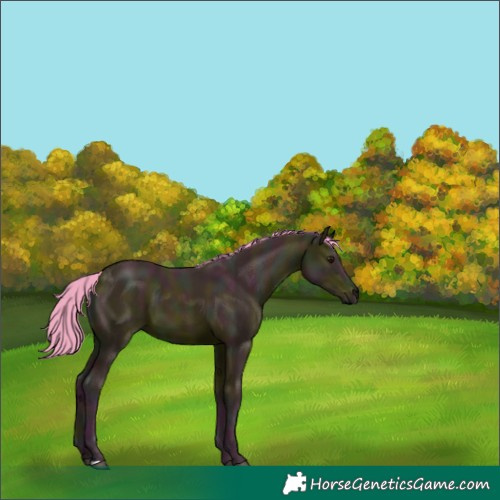 Horse Color:Watercolor Midnight Bay 