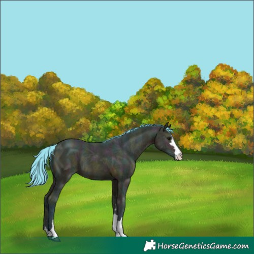Horse Color:Watercolor Midnight Bay Ice 
