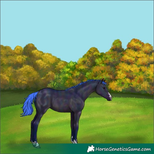 Horse Color:Watercolor Midnight Bay Dun 