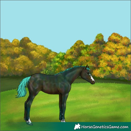 Horse Color:Watercolor Midnight Bay 