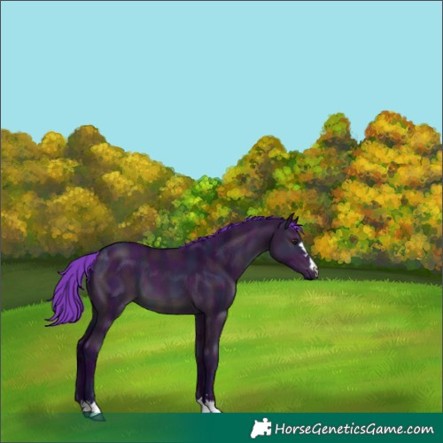 Horse Color:Watercolor Midnight Bay Dun 