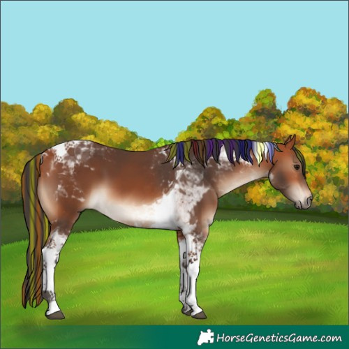 Horse Color:Painted Bay Tobiano 