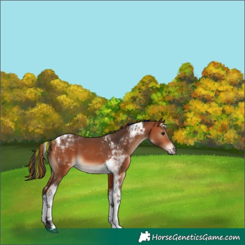 Horse Color:Painted Bay Tobiano 
