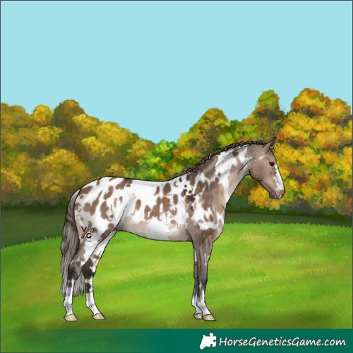 Horse Color:White Spotted Brown Dun Near Leopard 