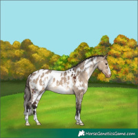 Horse Color:White Spotted Brown Dun Appaloosa 
