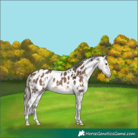 Horse Color:White Spotted Brown Dun Appaloosa 