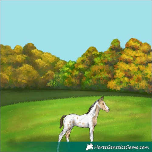 Horse Color:Buckskin Dun Tobiano Appaloosa 
