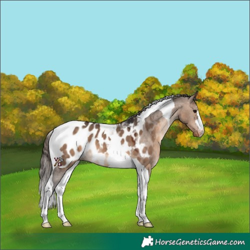 Horse Color:Brown Dun Tobiano Appaloosa 