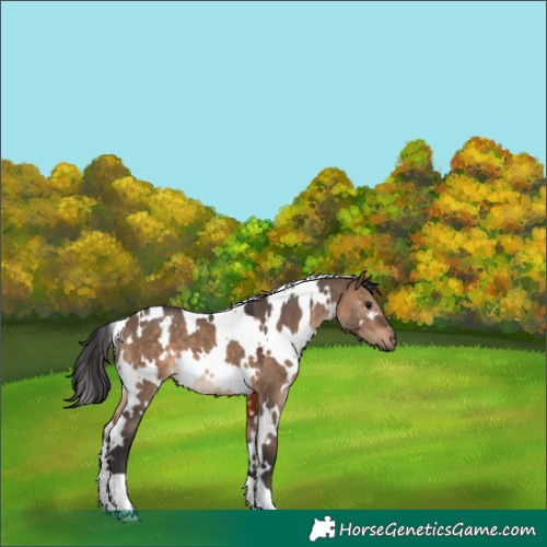 Horse Color:White Spotted Brown Dun 