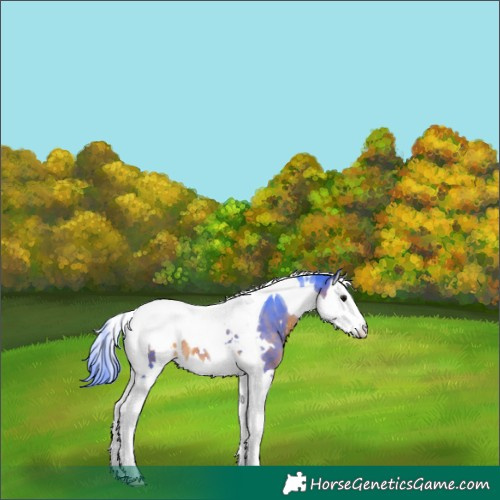 Horse Color:Watercolor White Spotted Brown Splash Tobiano 