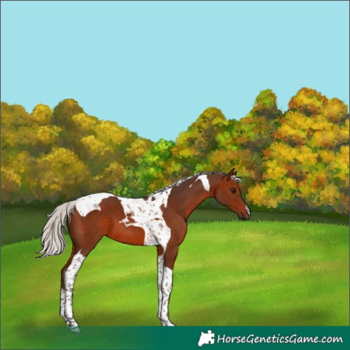 Horse Color:Silver Brown Tobiano 