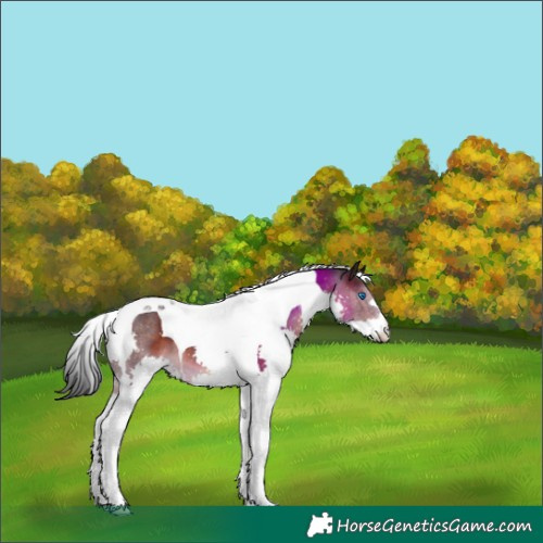 Horse Color:Brown Splash Tobiano 