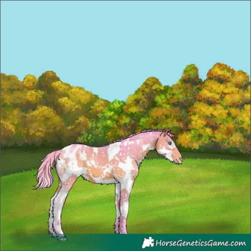 Horse Color:Watercolor White Spotted Brown Splash Appaloosa 