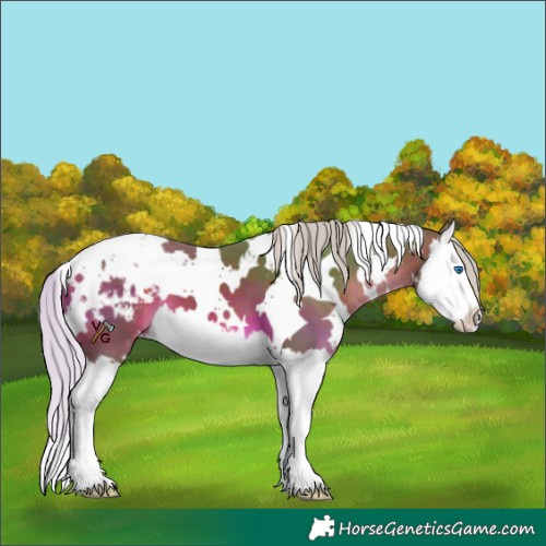 Horse Color:Watercolor White Spotted Silver Brown Splash Appaloosa 
