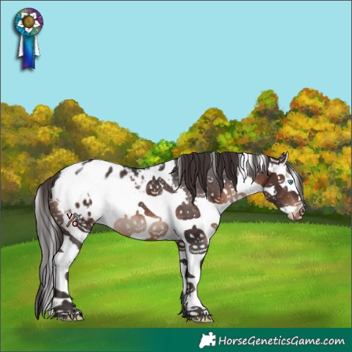 Horse Color:White Spotted Brown Splash Appaloosa 