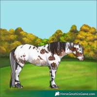 Horse Color:White Spotted Brown Splash Appaloosa 