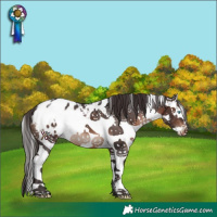 Horse Color:White Spotted Brown Splash Appaloosa