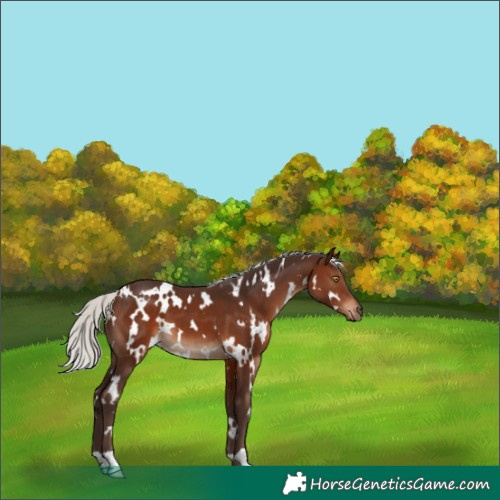 Horse Color:White Spotted Silver Brown 