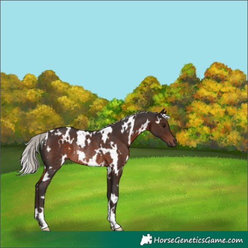 Horse Color:White Spotted Silver Brown Rabicano 