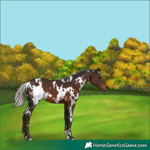 Horse Color:White Spotted Silver Brown 