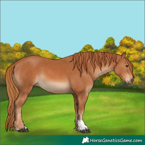 Horse Color:Chestnut  and Chestnut 