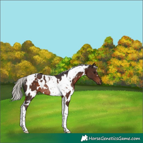 Horse Color:White Spotted Silver Brown Tobiano Rabicano 