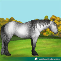 Horse Color:Gray Black Appaloosa 
