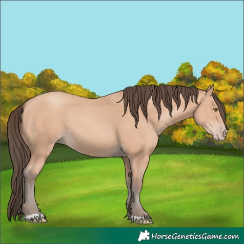 Horse Color:Amber Champagne 
