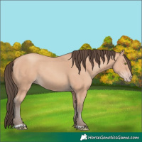 Horse Color:Amber Champagne 