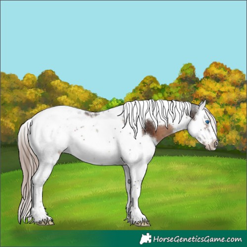 Horse Color:Liver Chestnut Splash Tobiano Frame 