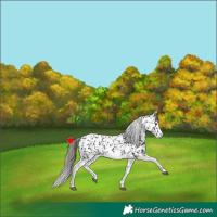 Horse Color:White Spotted Smoky Black Splash Tobiano Frame Appaloosa 