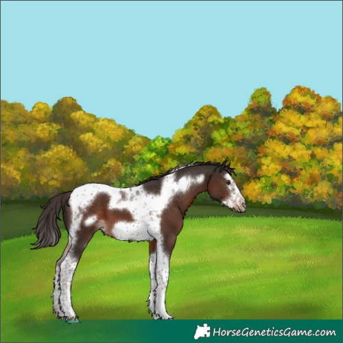 Horse Color:Liver Chestnut Splash Tobiano Frame 