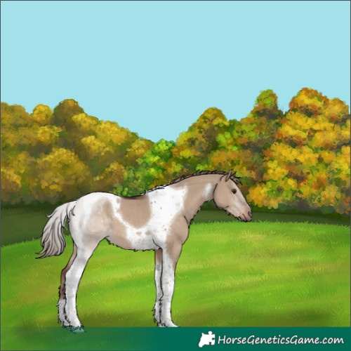 Horse Color:Liver Red Dun Tobiano 