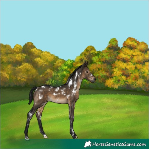 Horse Color:Gray White Spotted Brown Dun 