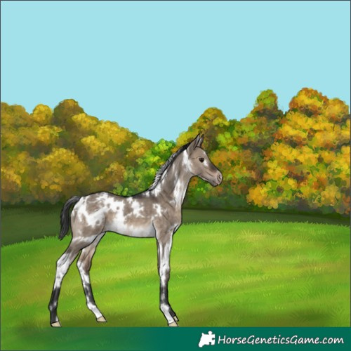 Horse Color:White Spotted Brown Dun Appaloosa 
