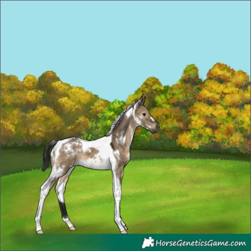Horse Color:Gray White Spotted Brown Dun Tobiano 