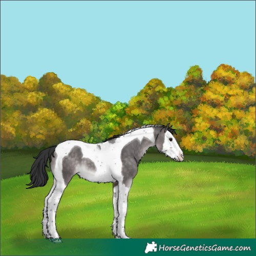 Horse Color:Platinum Brown Dun Splash Tobiano 